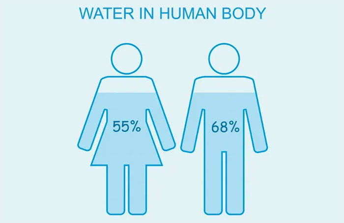 The dilution level of alcohol in men is higher than in women.