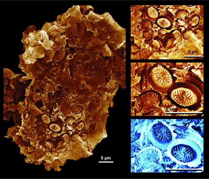 "Fossil ghosts" excavated from Jurassic rocks in Yorkshire, England