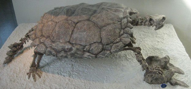 The Discovery of a Fossilized Turtle in the Late 19th Century