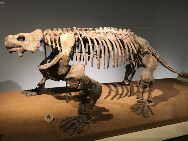 Bradysaurus