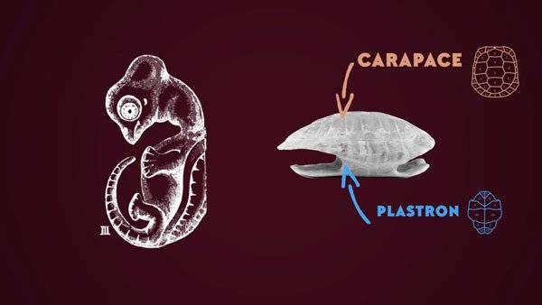 An Early Turtle Species