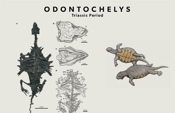 Turtles Developed the Plastron First, Then the Carapace