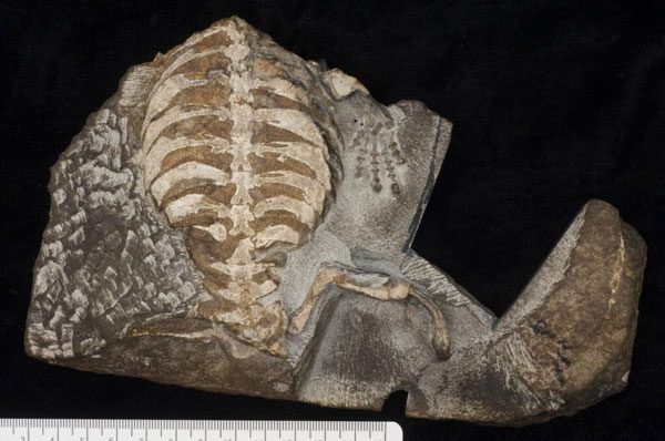A Primitive Turtle