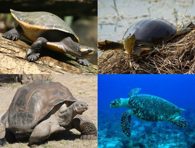 The Shell has Become Both Armor and a Mobile Home for Turtles