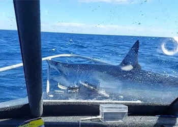 mako jumps on boat scares fishermen 124098