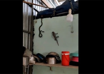 man battle gay can between snake and attack 119379