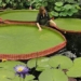 man discovers new non fossilized water lily species 3 meters wide living for 177 years 121540