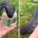 man fights snake without drinking water shocks viewers 121035