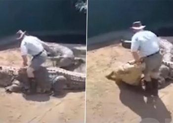 man hero video captures emotional moment while sitting on alligator 123356