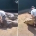 man hero video captures emotional moment while sitting on alligator 123356