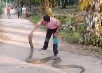 man holds 10kg snake with his bare hands 119892