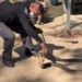 man holds giant 3 meter long snake 118446