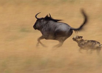 man hunts soldiers in the super exciting battle of the 121896