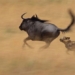 man hunts soldiers in the super exciting battle of the 121896