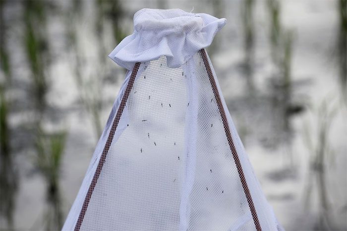 Anopheles mosquitoes trapped in a net placed in a rice field