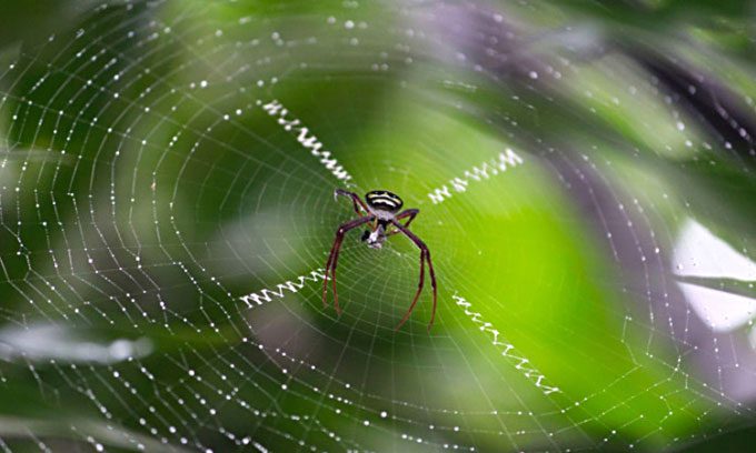 Spider web of the Argiope amoena species.