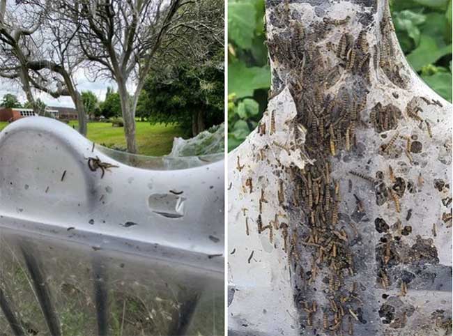 These are not spider webs but just caterpillars.
