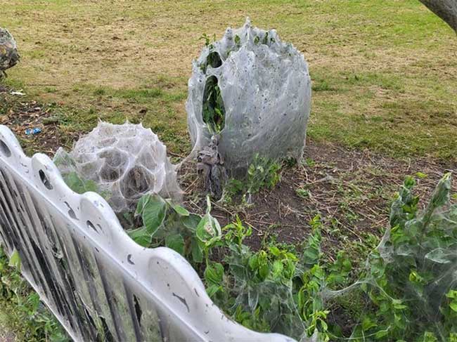 Giant webs covering a park in England