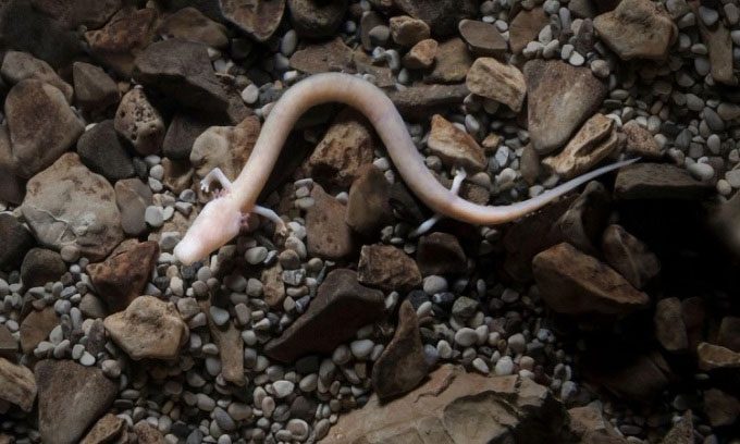Olms have the ability to regenerate limbs and live a long time.