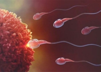 many men could lose the ability to have children by 2050 124340