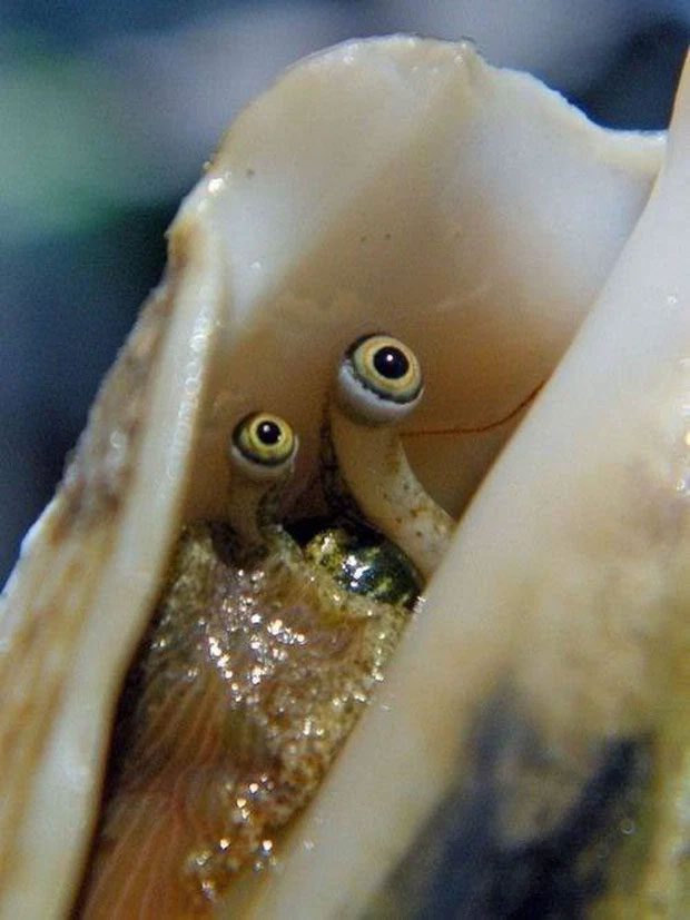 The conch has extremely interesting eyes.