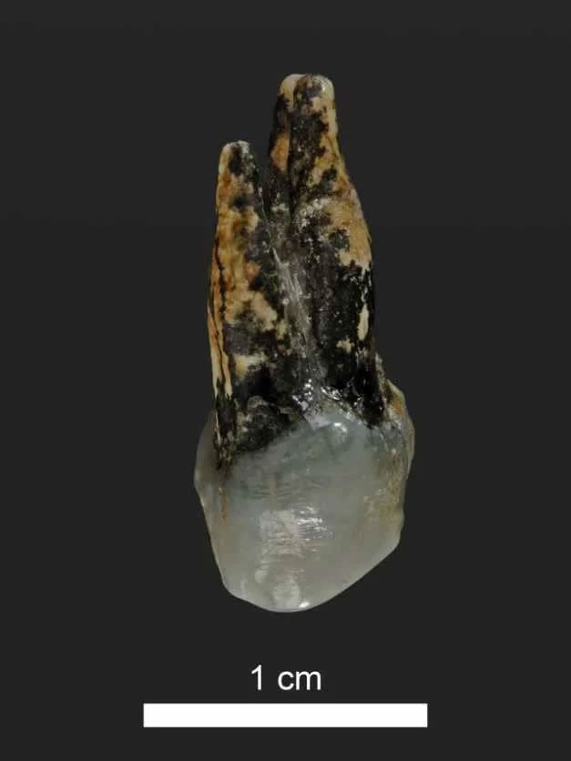 The El Graeco fossil is the oldest known hominid to date.