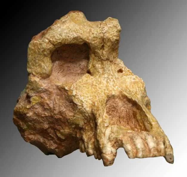 Graecopithecus fossils dated at 7.24 and 7.175 million years