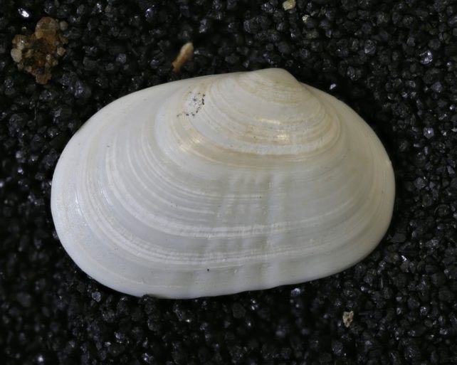 This is the fossil specimen of Cymatioa cooki recorded in 1937
