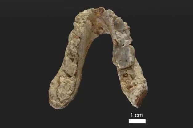 A 7.2 million-year-old fossil sample