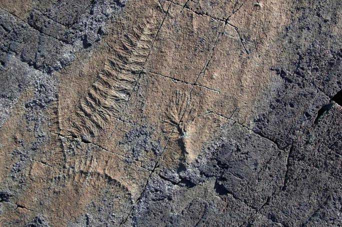 A group of Ediacaran specimens at the Mistaken Point Ecological Reserve, Newfoundland