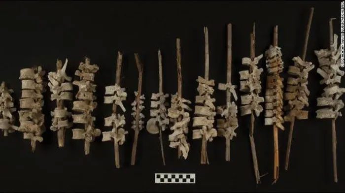 Each vertebra is connected by a piece of twine.