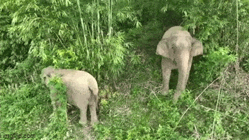 Remaining elephants in Quỳ Châu district.