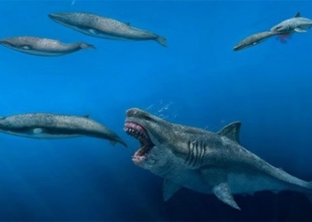 megalodon map could eat whale meat 122434