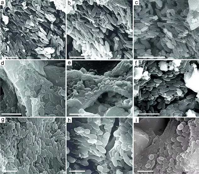 Study of feathers under high-powered electron microscopy.