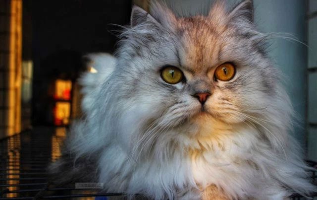 Chinchilla is a very cute looking cat.
