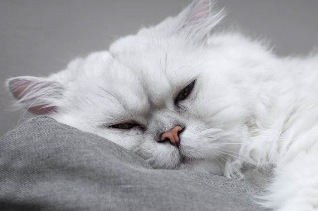 Chinchilla is a very affectionate cat.