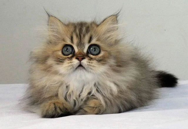 Chinchilla cats have relatively long and dense fur.