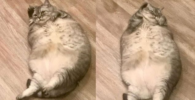 According to the owner's explanation, Lyznia suffers from uncontrollable weight gain after giving birth.