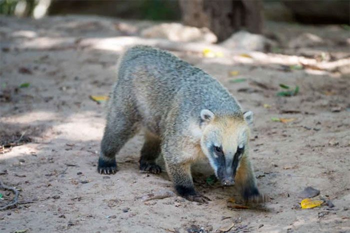 Western Coati