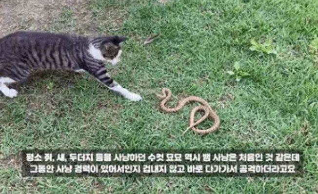 The cat continuously throws "cat punches" to hit the snake on the head.