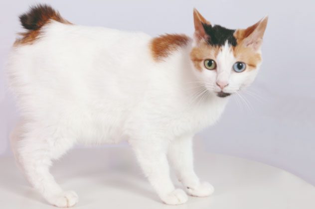 Bobtail cats can have black or blue eyes, sometimes with two different colored eyes.