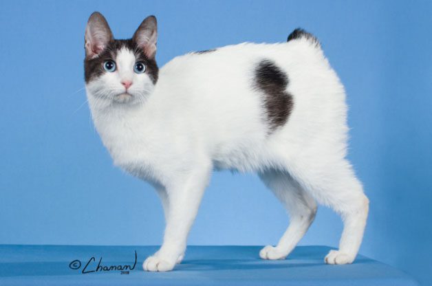 The soft tail of the Bobtail cat, which can sometimes be stiff and can move in any direction.