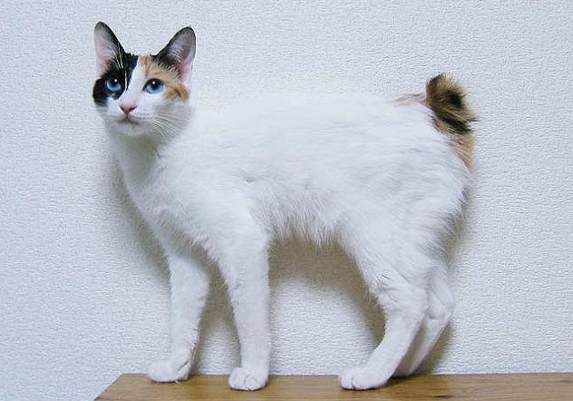 Japanese Bobtail cat.