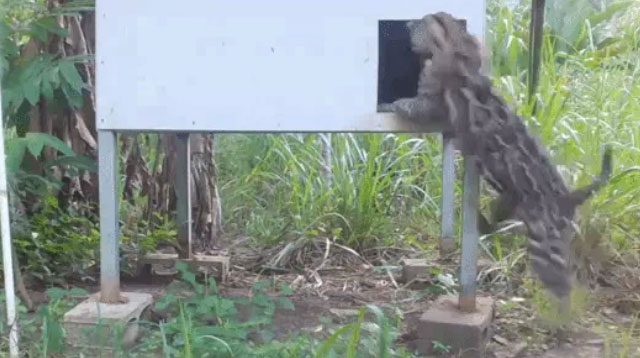 Ocelot lunged inside to take down its prey