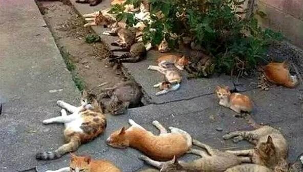 Animal experts were called in to explain this phenomenon.