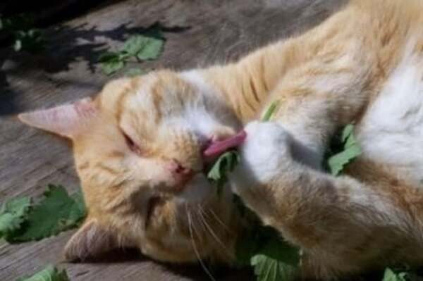 It turns out that the cats were not sick; they just overindulged in catnip, leading to hallucinations.
