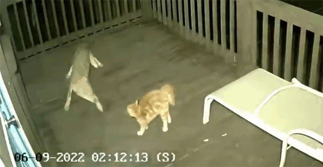 The house cat "fights to the death" with the coyote.