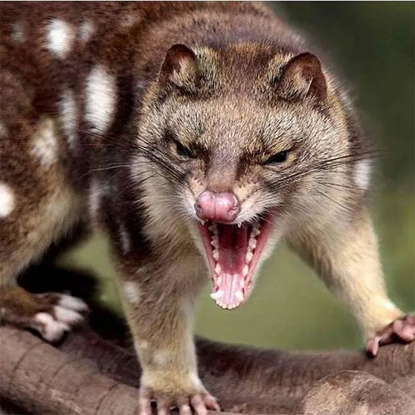 This animal exhibits quite aggressive behavior during mating.