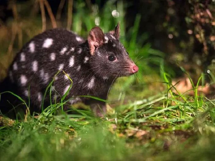 The Tasmanian devil prefers to hide in its "den," which can be a self-dug burrow, in trees, or in termite mounds.
