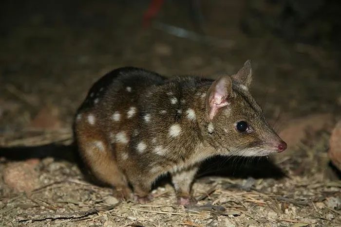 Tasmanian devil.
